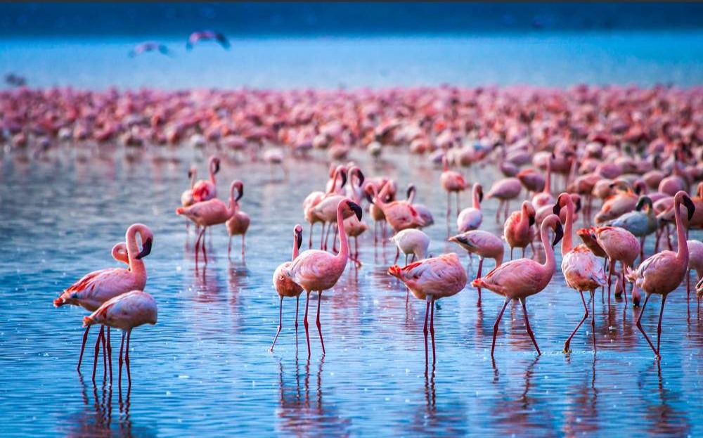 Flamingos Mosmak