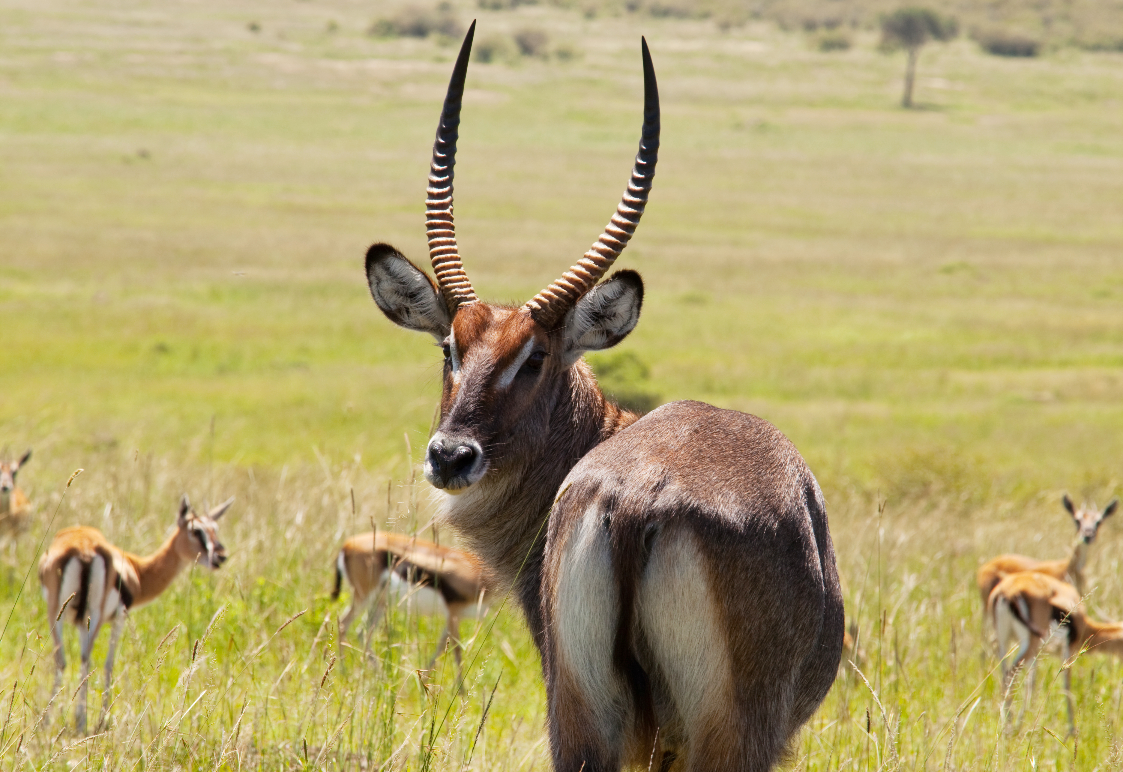 Antelope Mosmak