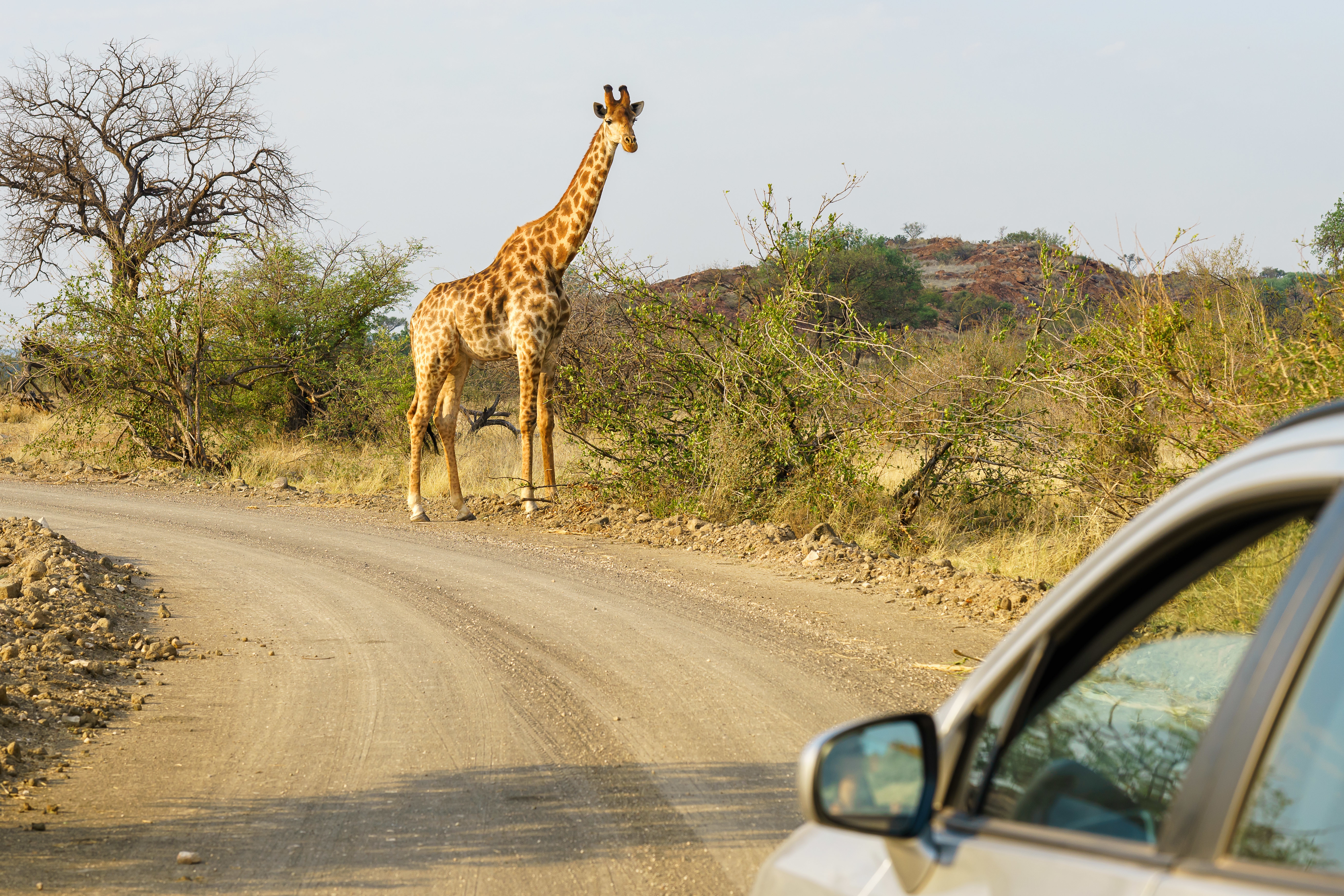 Giraffe mosmak
