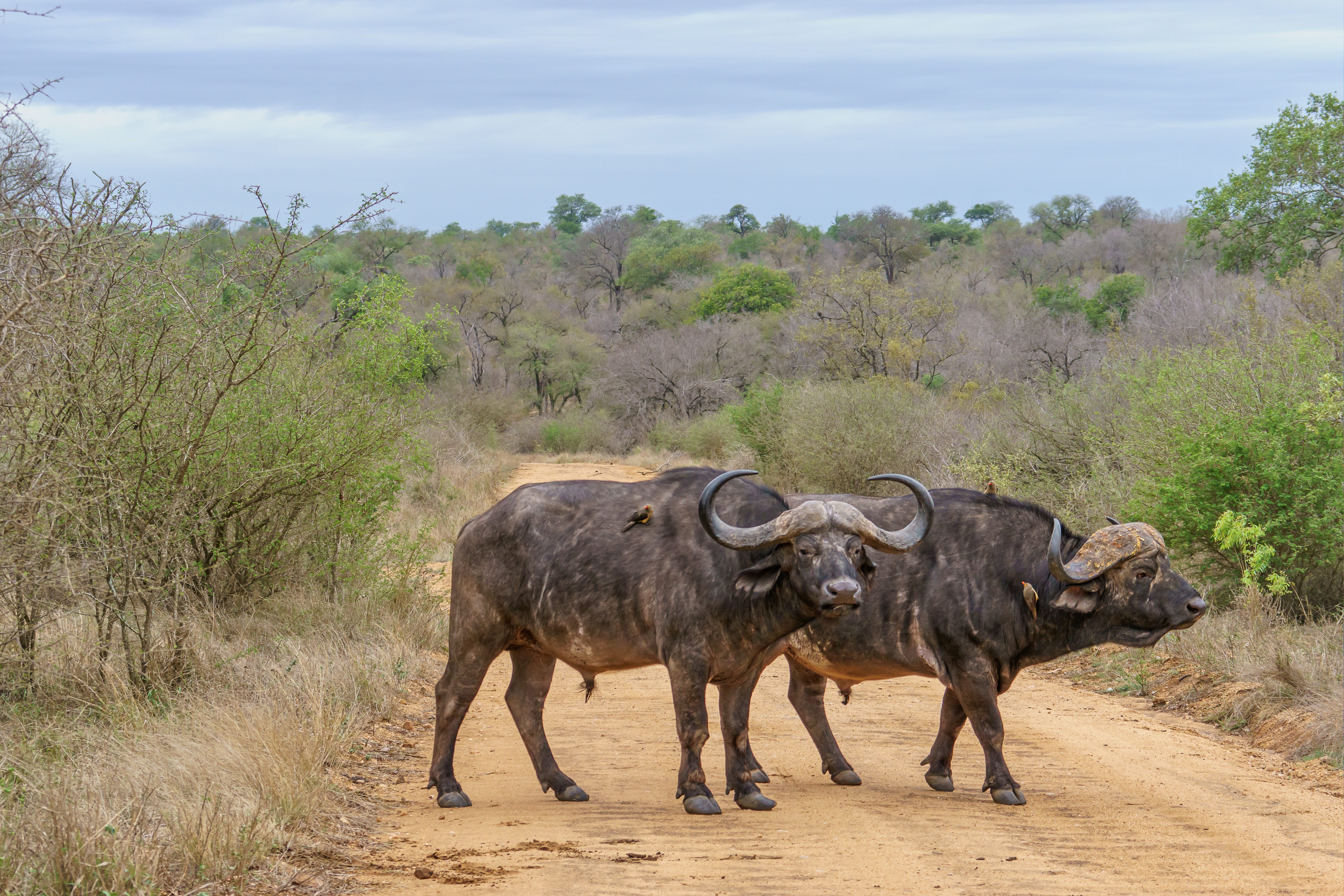 Buffalos Mosmak