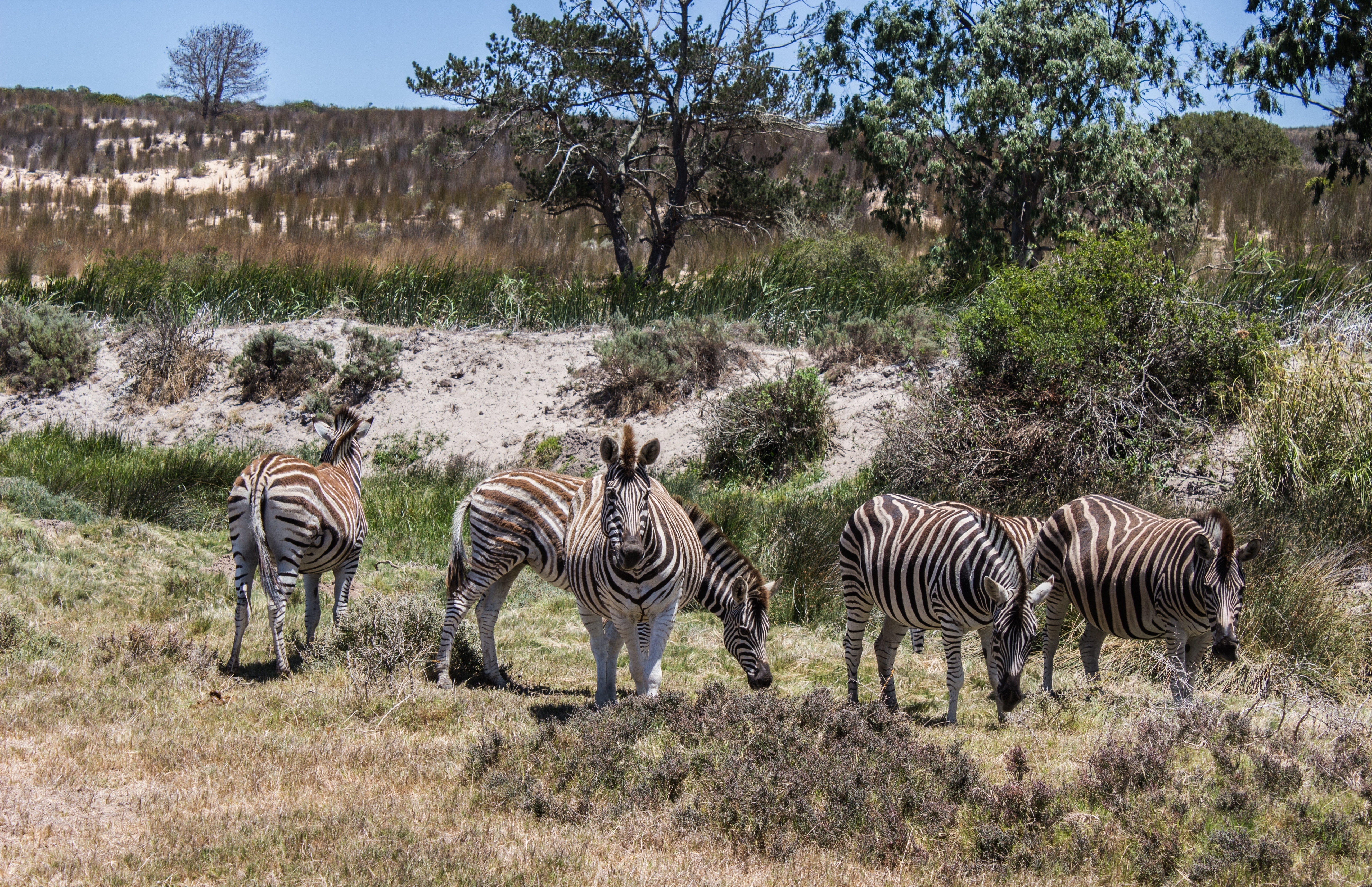 Zebras Mosmak