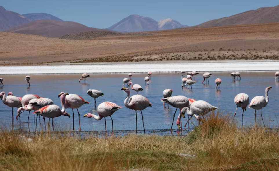 Lake Nakuru Mosmak