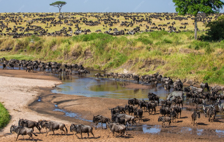 Maasai Mara Mosmak
