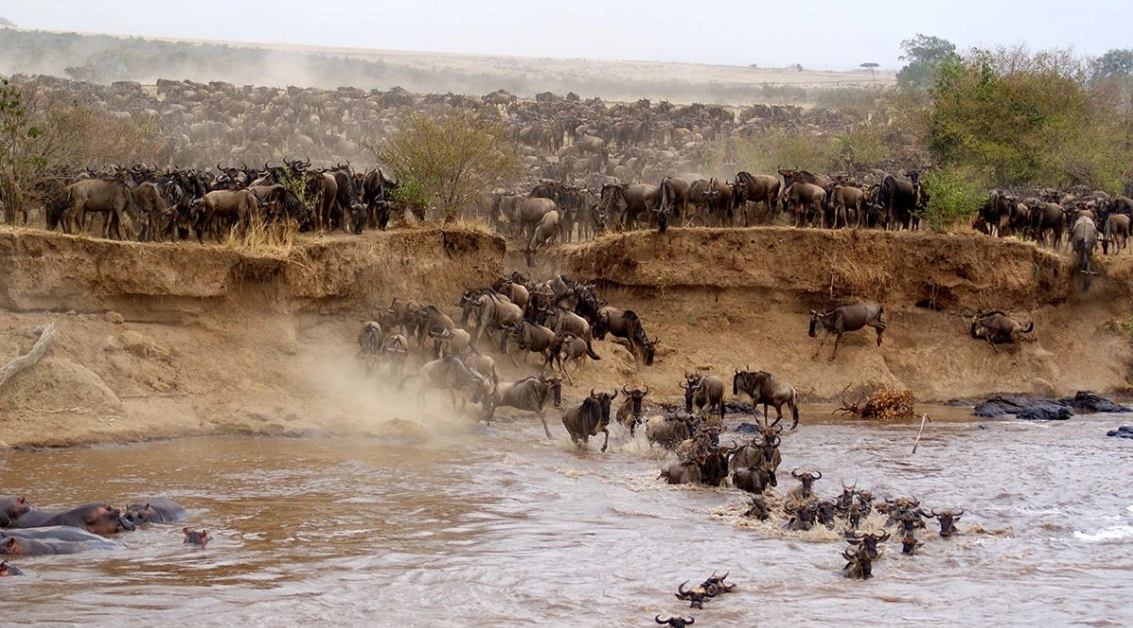 Masai Mara Safari