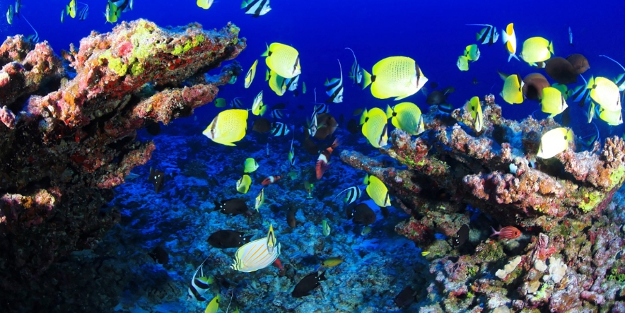 Marine Park, Mosmak