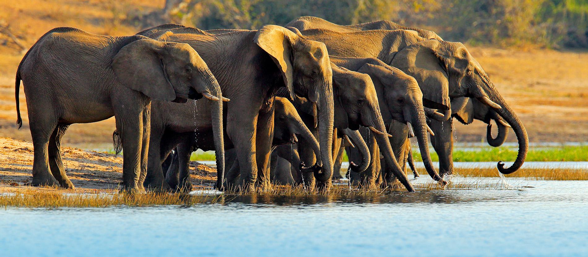 Tsavo Mosmak